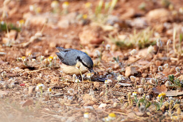 Trepador azul Sitta europaea