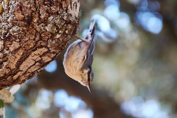 Trepador azul Sitta europaea