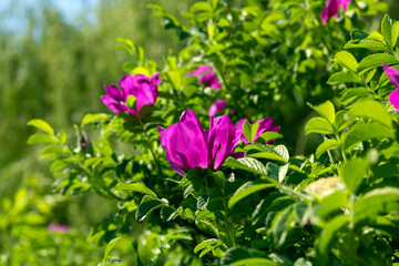 rosehip bush with red flowers in spring