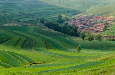 Fototapeta premium Plantation fields on a sunny day
