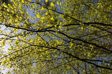 green foliage on hornbeam tree in spring bloom