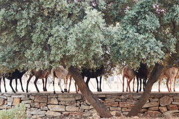 Ovejas comiendo bajo una encina