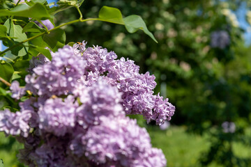 lilac flowers during flowering in spring park