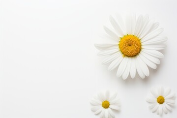 Fototapeta na wymiar Daisy on a white background with space for naming and branding.