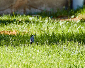 Lavandera blanca Motacilla alba