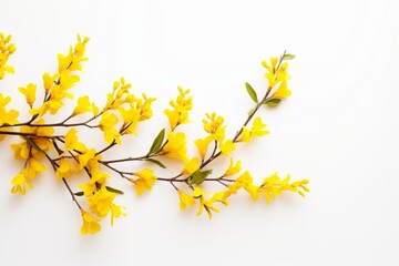 Forsythia on a white background with space for naming and branding.