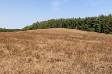 Obraz premium drying yellow grass illuminated by sunlight