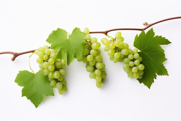 Grapevine on a white background with space for naming and branding.