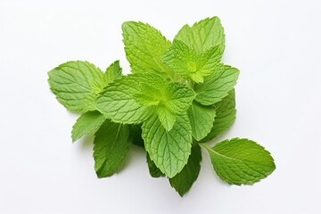 Mint on a white background with space for naming and branding.