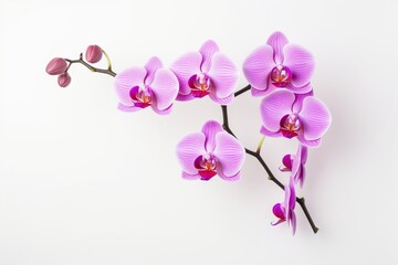 Orchid on a white background with space for naming and branding.