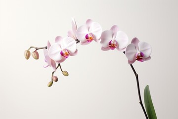 Orchid on a white background with space for naming and branding.