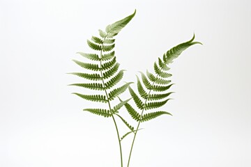Ostrich Fern on a white background with space for naming and branding.