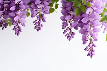 Wisteria on a white background with space for naming and branding.
