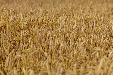 ready for harvesting dry wheat harvest