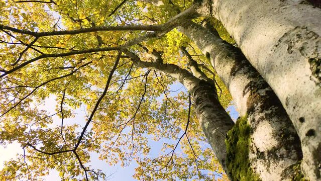 風に揺れる秋のケヤキ