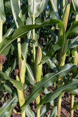 green corn field in summer, fields with corn