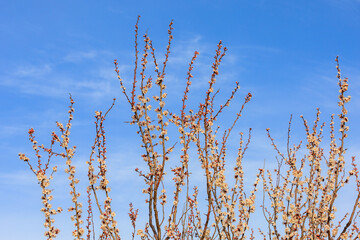 Branches of flowering fruit trees with selective focus. Spring background with copy space