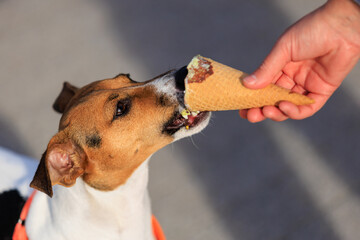 Cute Jack Russell Terrier dog eats ice cream, close-up. Pet portrait with selective focus and copy...