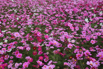 コスモス畑の背景