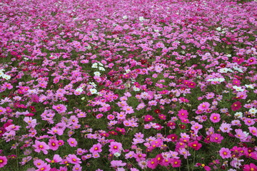 コスモス畑の背景