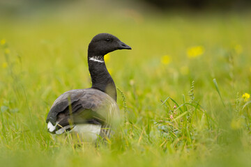 Bernikla obrożna (Branta bernicla) © Grzegorz