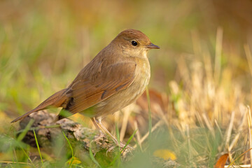 Słowik szary (Luscinia luscinia)