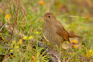 Słowik szary (Luscinia luscinia) © Grzegorz