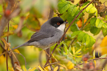 Pokrzewka aksamitna (Curruca melanocephala)