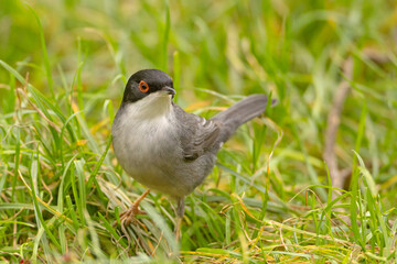 Pokrzewka aksamitna (Curruca melanocephala)