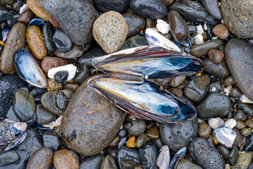 Close up view of clamshells on the rocks at a beach in Oregon, USA