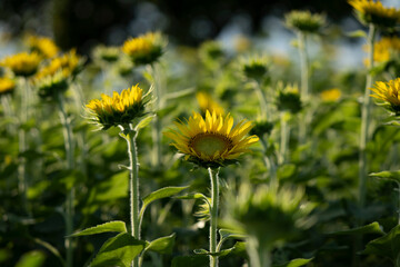 向日葵、ひまわり、ヒマワリ