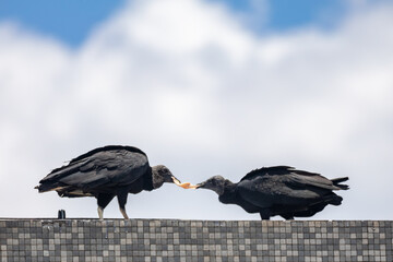 Two black vultures feeding in selective focus