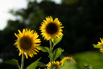向日葵、ひまわり、ヒマワリ
