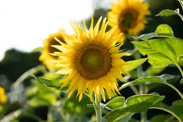 向日葵、ひまわり、ヒマワリ