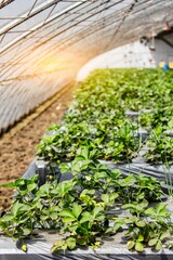 Vertical of strawberry plants planted in a sustainable greenhouse