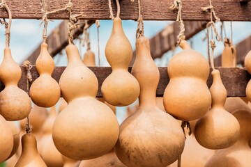 Closeup of Chinese calabash gourds, bottle gourds hanging in an outdoors market - obrazy, fototapety, plakaty