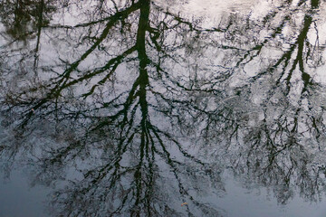 Bäume spiegeln sich im Bach am Überlauf zum Rhein bei Iffezheim