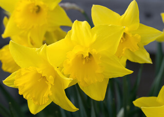 Bright yellow daffodil in a garden