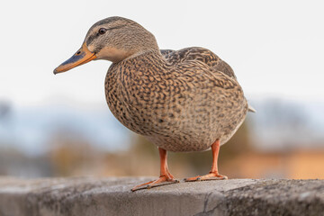 Stockente an einem Sonnigen Herbsttag am Bodensee
