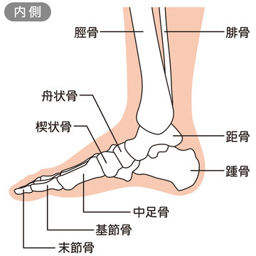 足の骨格図　右足内側