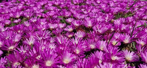 Delosperma cooperi, the trailing Iceplant, hardy iceplant or pink carpet, is a dwarf perennial...