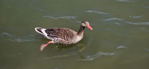 Anser is a waterfowl genus that includes the grey geese and the white geese. It belongs to the true...