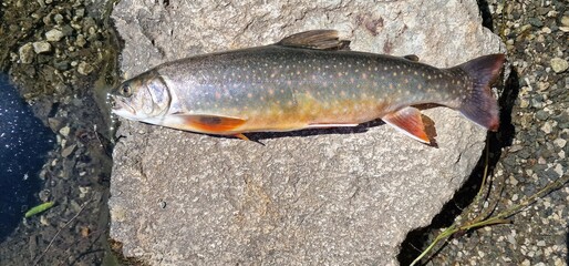 Arctic char or Arctic charr is a cold-water fish in the family Salmonidae, native to alpine lakes, as well as Arctic and subarctic coastal waters in the Holarctic
