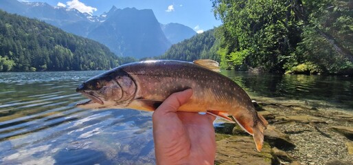 Arctic char or Arctic charr is a cold-water fish in the family Salmonidae, native to alpine lakes,...