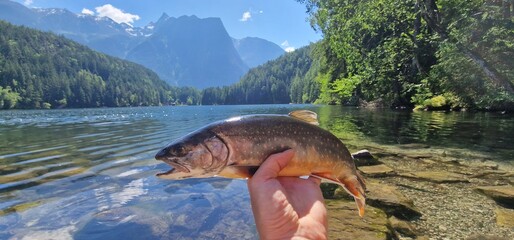 Arctic char or Arctic charr is a cold-water fish in the family Salmonidae, native to alpine lakes,...