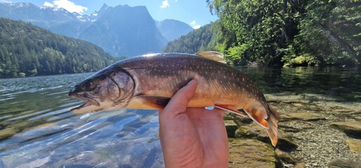 Arctic char or Arctic charr is a cold-water fish in the family Salmonidae, native to alpine lakes,...