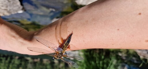 A dragonfly, a marvel of the insect world, graces the air with its iridescent wings and agile...