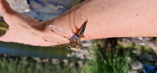 A dragonfly, a marvel of the insect world, graces the air with its iridescent wings and agile...