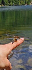 A dragonfly, a marvel of the insect world, graces the air with its iridescent wings and agile flight. With a body as delicate as it is resilient, the dragonfly maneuvers gracefully, showcasing its int