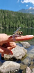 A dragonfly, a marvel of the insect world, graces the air with its iridescent wings and agile flight. With a body as delicate as it is resilient, the dragonfly maneuvers gracefully, showcasing its int